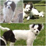 Picture of dog lost at Effry