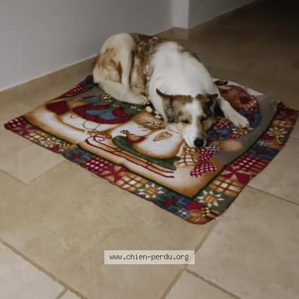 Photo 1/1 oly Chien lost in Fabas