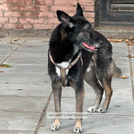 Photo 1/1 Found dog Found in Caba