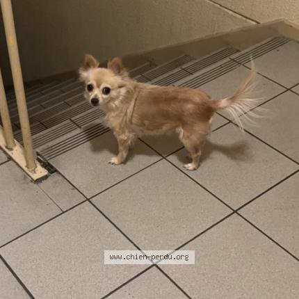 Photo 1/1 Masha Chien lost in Valence