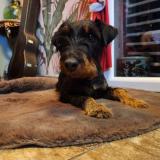 Picture of dog lost at Tavernes