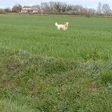 Picture of dog lost at Bezues Bajon