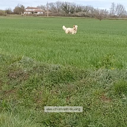 Photo 1/1 Kiki Chien lost in Bezues bajon