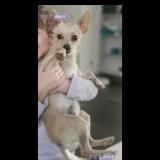 Picture of dog lost at Bernay Vilbert