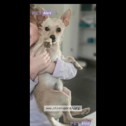 Photo 1/1 VOLT Chien lost in Bernay vilbert