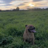 Picture of dog lost at Perpignan