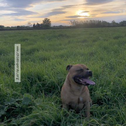 Photo 1/1 prince Chien lost in Perpignan