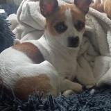 Picture of dog lost at Plounerin