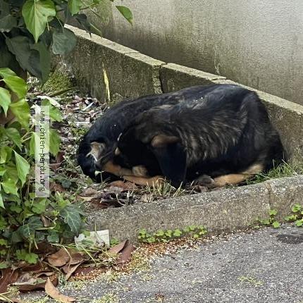 Photo 1/2 Found dog Found in Montpellier