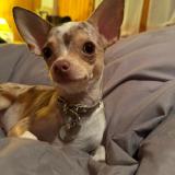 Picture of dog lost at Saint Epain