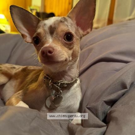 Photo 1/2 Baudoux uline Chien lost in Saint epain