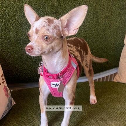 Photo 2/2 Baudoux uline Chien lost in Saint epain