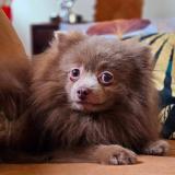 Picture of dog lost at Gambais