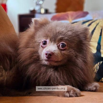 Photo 1/1 Puppy Chien lost in Gambais