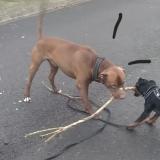 Picture of dog lost at Charleville Mezieres