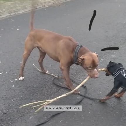 Photo 1/1 Spyke Chien lost in Charleville mezieres