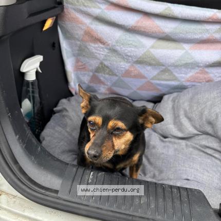 Photo 1/1 Found dog Found in Oignies