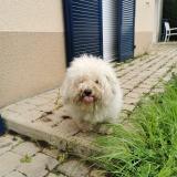 Picture of dog found at Saint Pierre Du Perray