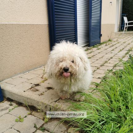 Photo 1/1 Found dog Found in Saint pierre du perray