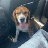 Picture of dog lost at Sahurs