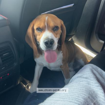 Photo 1/1 Shelby Chien lost in Sahurs