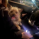 Picture of dog found at Monteux