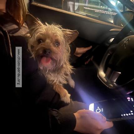 Photo 1/1 Found dog Found in Monteux