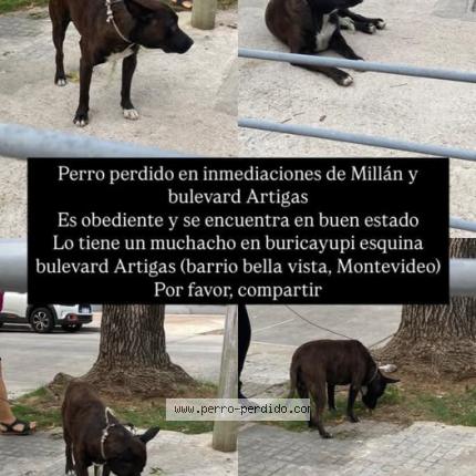 Photo 1/1 Found dog Found in Montevideo