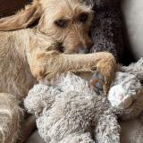 Picture of dog lost at Saint Orens De Gameville