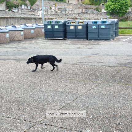 Photo 1/1 Found dog Found in Saint vallier