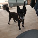 Picture of dog lost at La Forest Landerneau