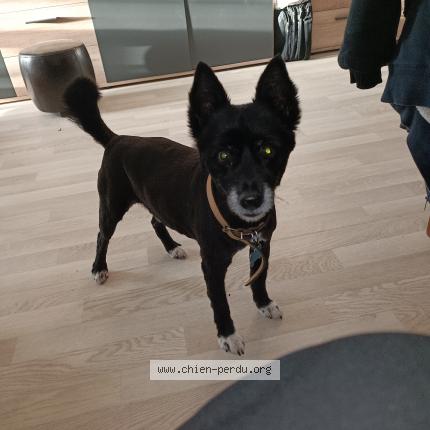 Photo 1/1 Junior Chien lost in La forest landerneau