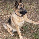 Picture of dog lost at Lue