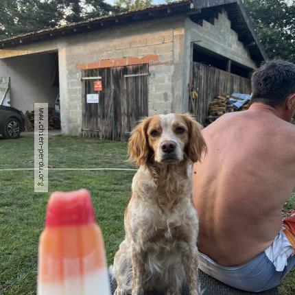 Photo 1/1 Sologne Chien lost in Onesse et laharie