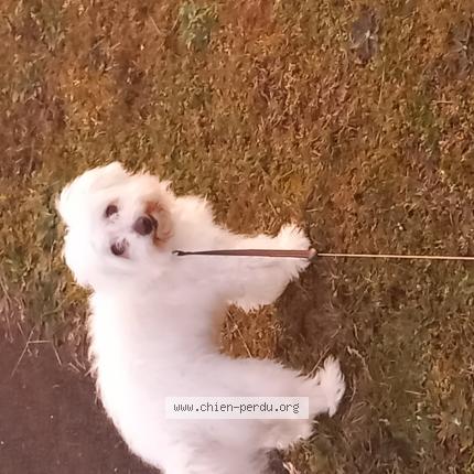 Photo 1/1 Jessy Chien lost in Biscarrosse plage