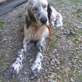 Picture of dog lost at 19250 Meymac