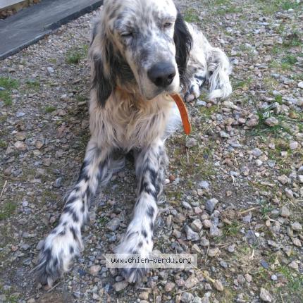 Photo 1/1 Jeep Chien lost in 19250 meymac