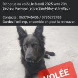 Picture of dog lost at Saint Eloy
