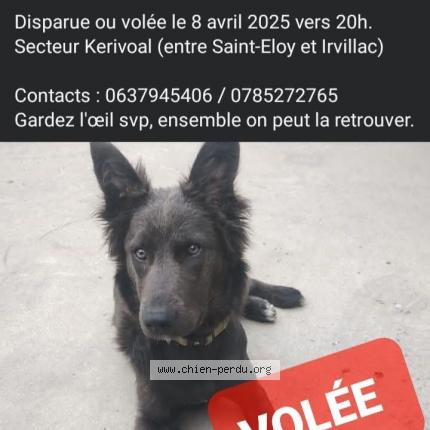 Photo 1/1 VICKY Chien lost in Saint eloy