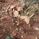 Picture of dog found at Poussan