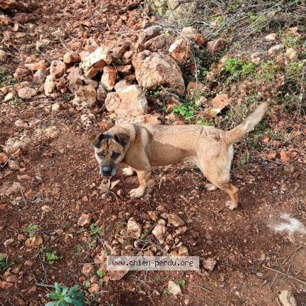 Photo 1/1 Found dog Found in Poussan