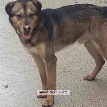 Photo 1/1 Found dog Found in Poussan