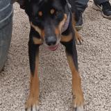 Picture of dog lost at Bandol