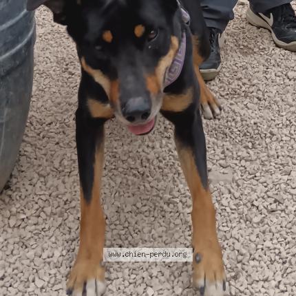 Photo 1/1 Rio Chien lost in Bandol