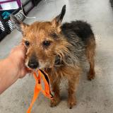 Picture of dog found at Roubaix