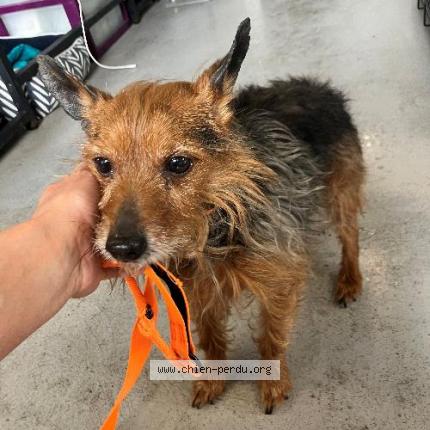 Photo 1/1 Found dog Found in Roubaix