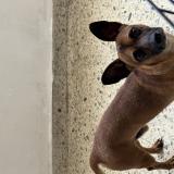 Picture of dog found at Santo Domindo