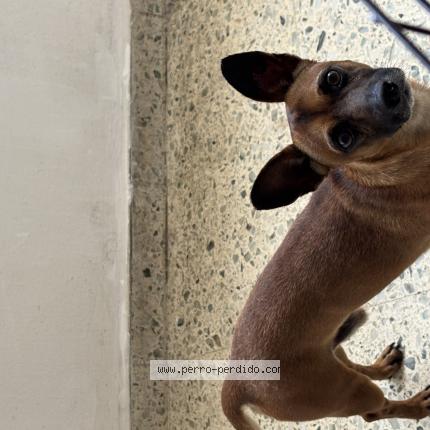 Photo 1/1 Found dog Found in Santo domindo