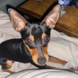 Picture of dog lost at St Etienne Montluc