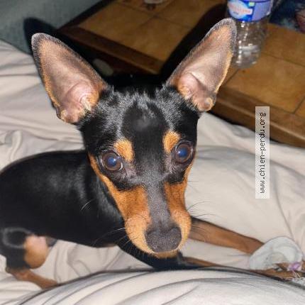 Photo 1/1 Scrapidou Chien lost in St etienne montluc